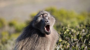 Monkey mouth sounds could push the evolution of speech back by 27 million years