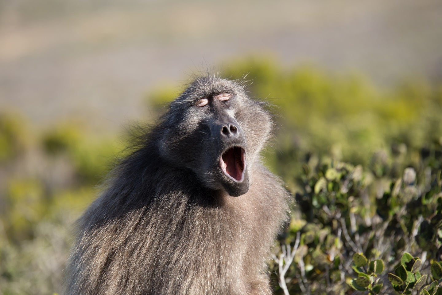 Baboon making sounds