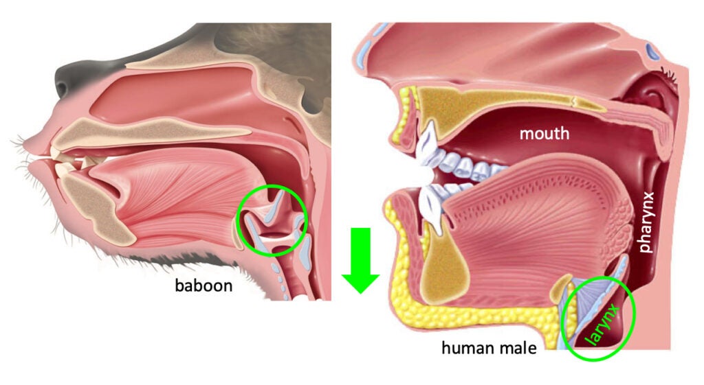 vocal tract of a baboon