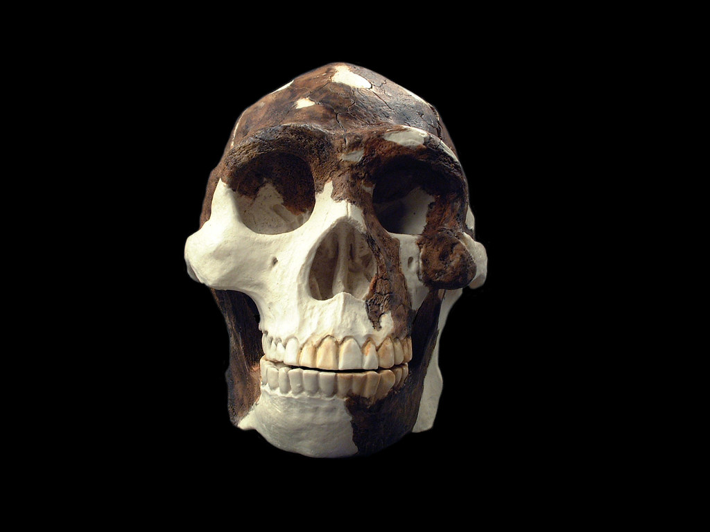 The ‘granddaddy’ of all early hominins walked on Earth a lot longer than we thought