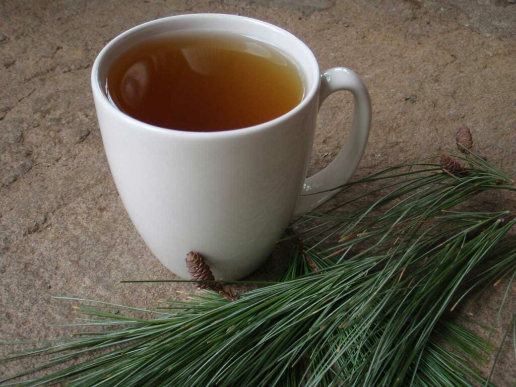 vitamin c pine needle tea.
