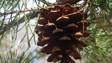 pinecone hanging in a tree.