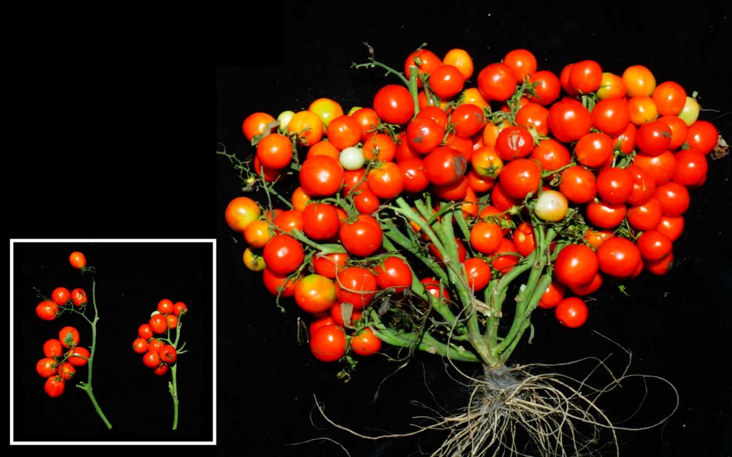 These gene-edited tomatoes grow in cute little bouquets suited to urban farming