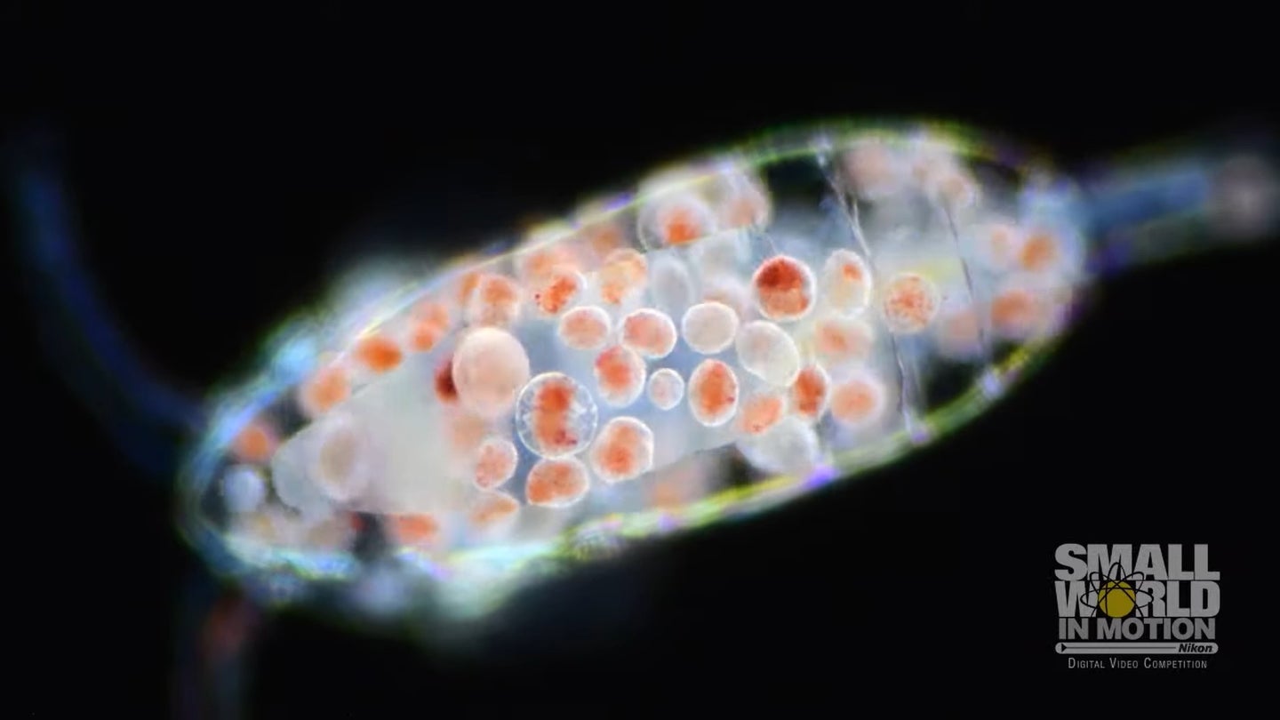 Vampyrophrya (parasite) tomites swim through a copepod host.