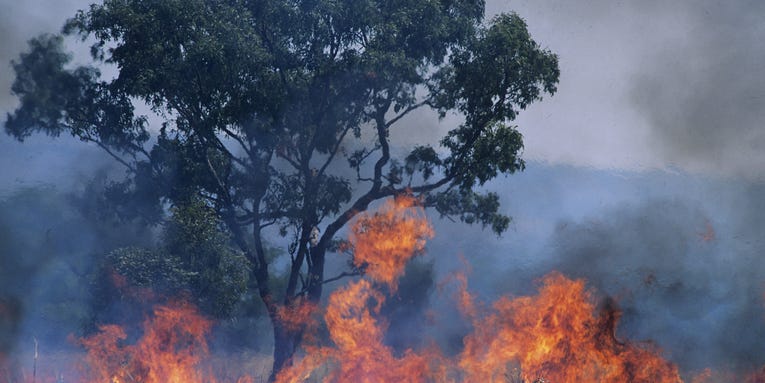 Australia’s historic bushfires could impact the world’s biodiversity forever