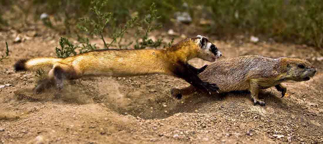ferret captures a prairie dog