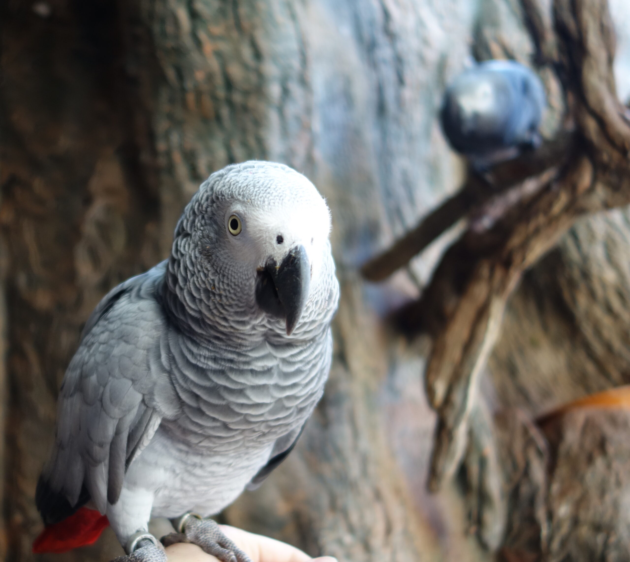 For some African grey parrots, sharing is caring