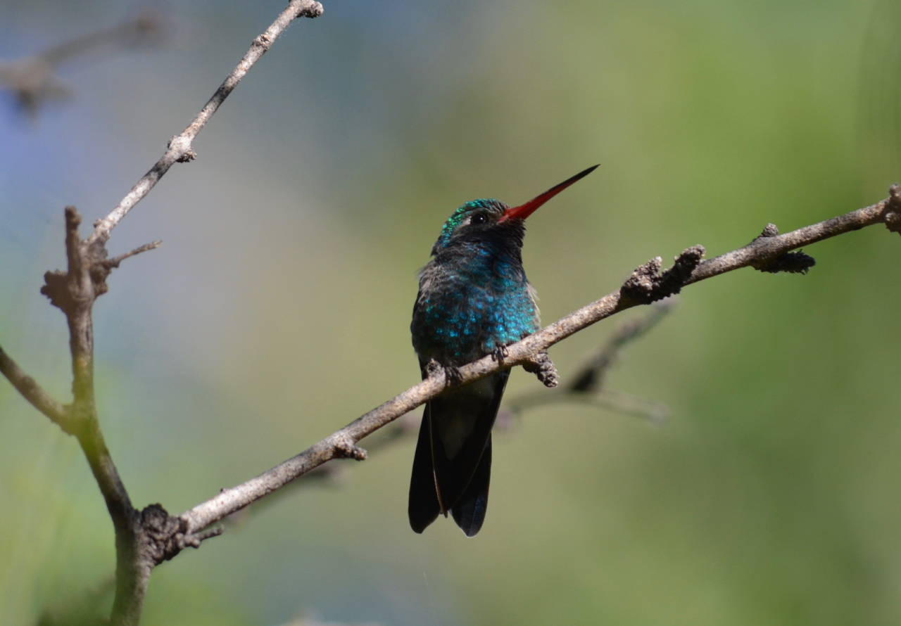 Hummingbirds get their wild coloring from ‘air-filled pancakes’ in their feathers