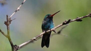 a hummingbird on a tree