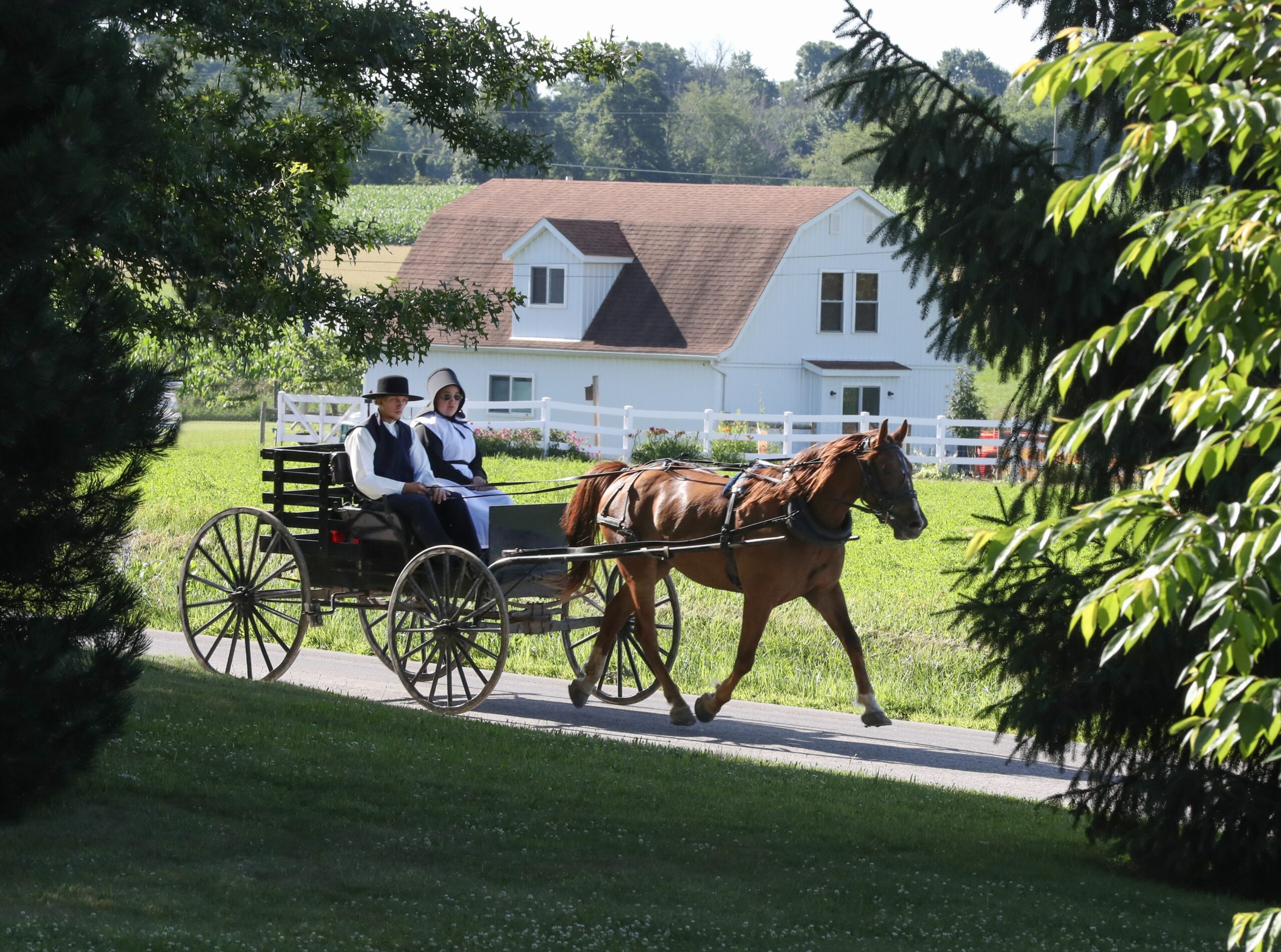 Amish couple riding on a horse-drawn wagon
