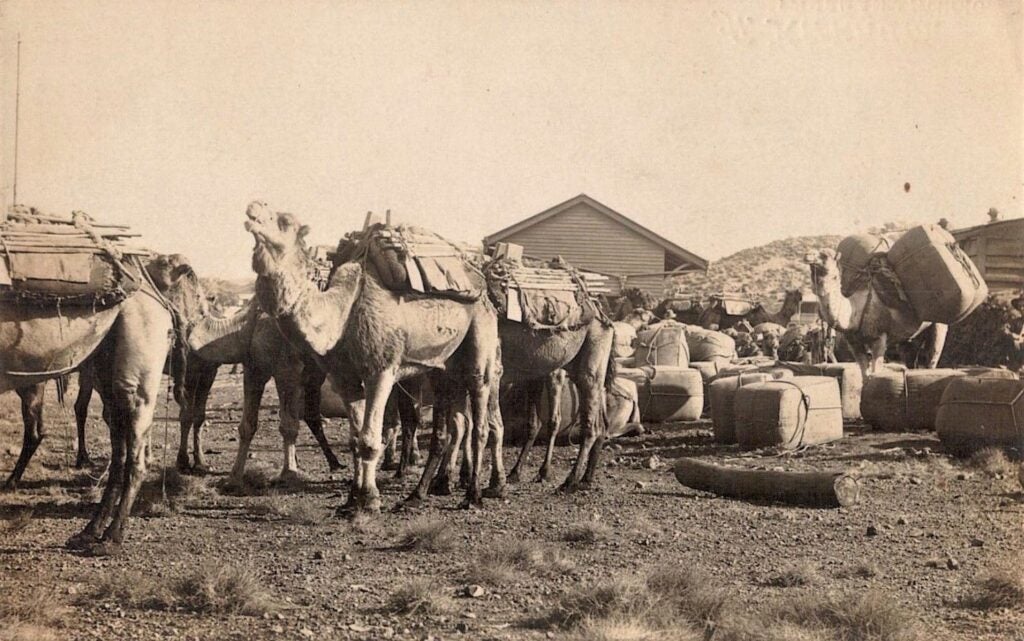 old photo of camels carrying wool bales