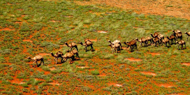 Heat and drought are causing feral camels to overrun communities in Australia