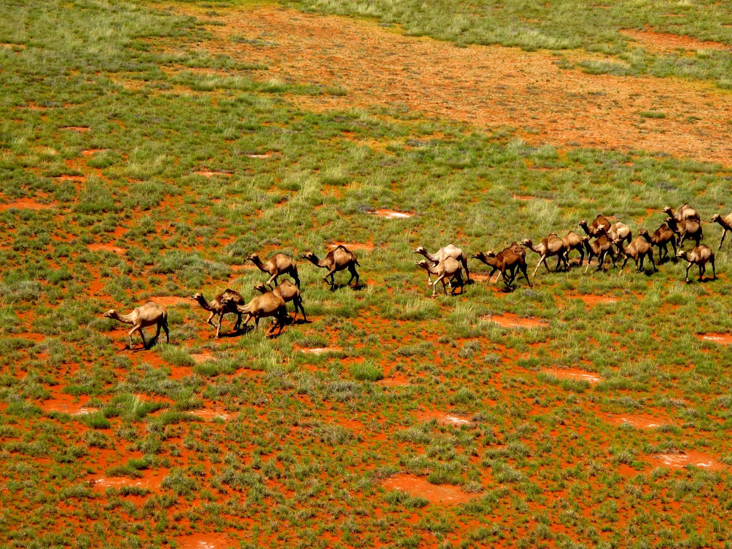 camels crossing red clay and grass terrain