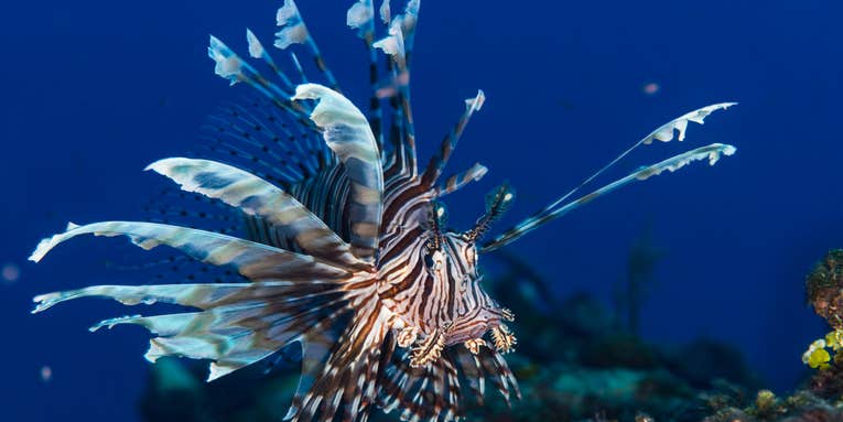 This harpoon-throwing robot is designed to hunt destructive lionfish