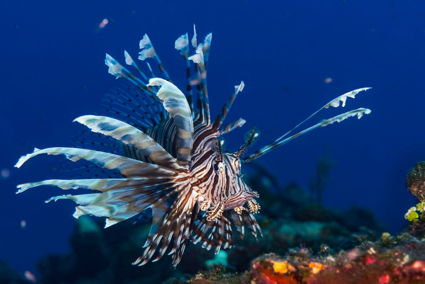 Lionfish underwater