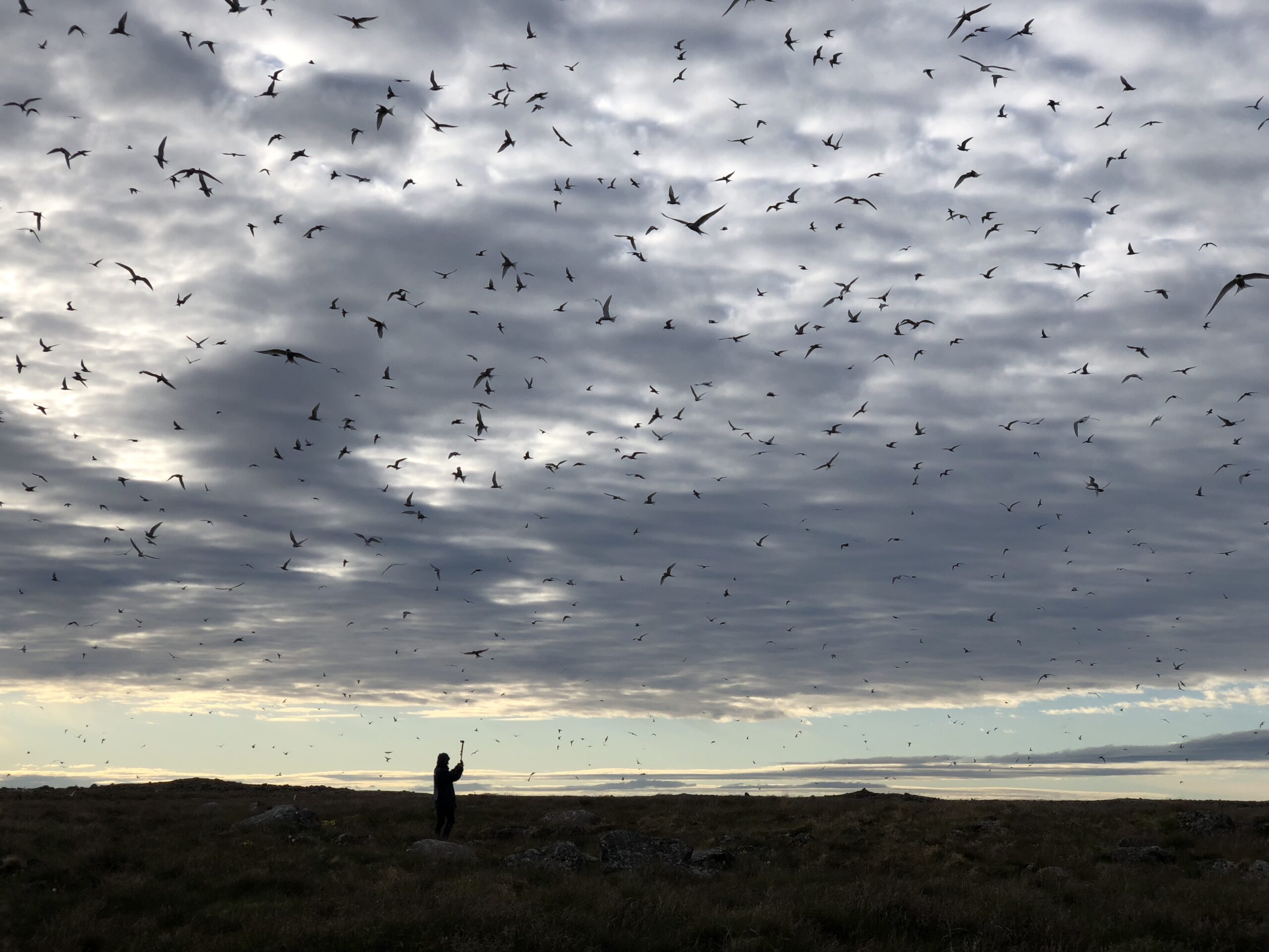 arctic terns flying against clouds with person silhouetted against background