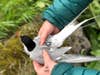 arctic tern getting a GPS tag