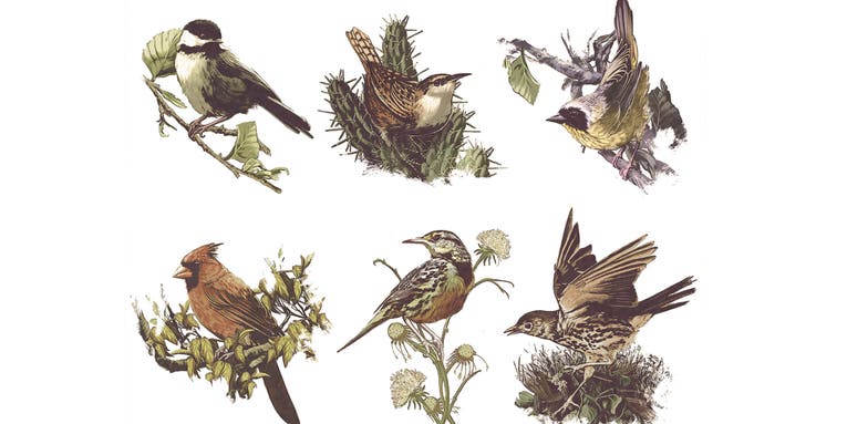 See how birds change their tunes to fit their surroundings