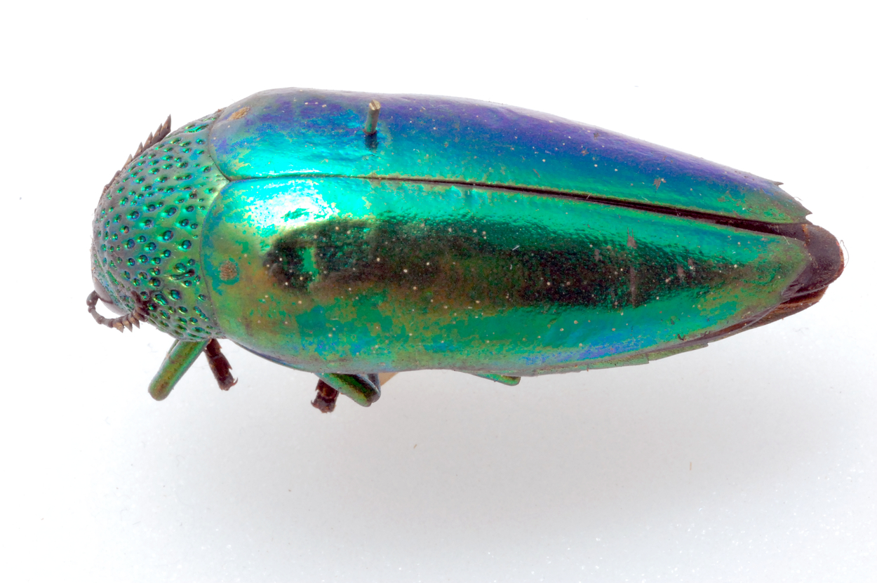 To remain hidden, these beetles sparkle like gems
