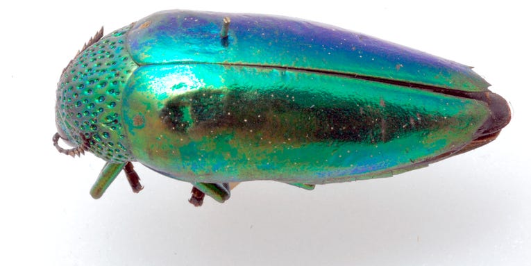 To remain hidden, these beetles sparkle like gems