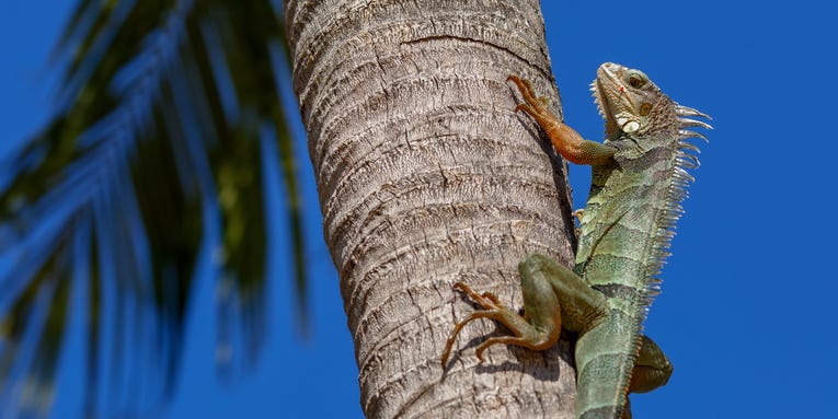 Iguanas are falling out of trees in Florida, and it’s completely fine