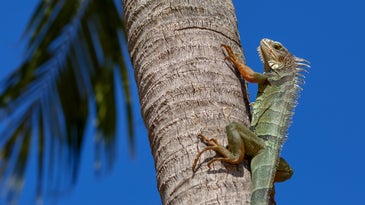 A green iguana on a palm tree trunk in Key West, Florida.