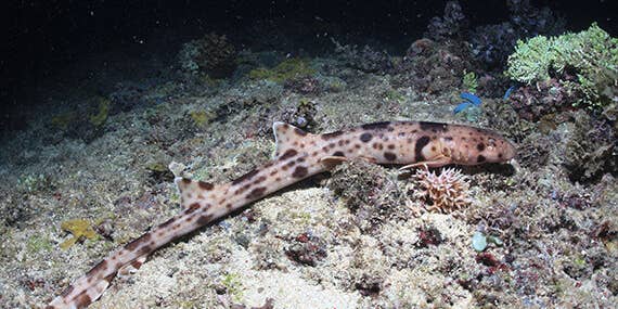 These adorable sharks have evolved to walk across the seafloor