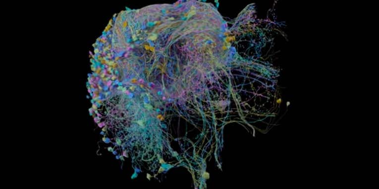 Check out the most complete 3D brain map ever made