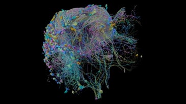 Check out the most complete 3D brain map ever made