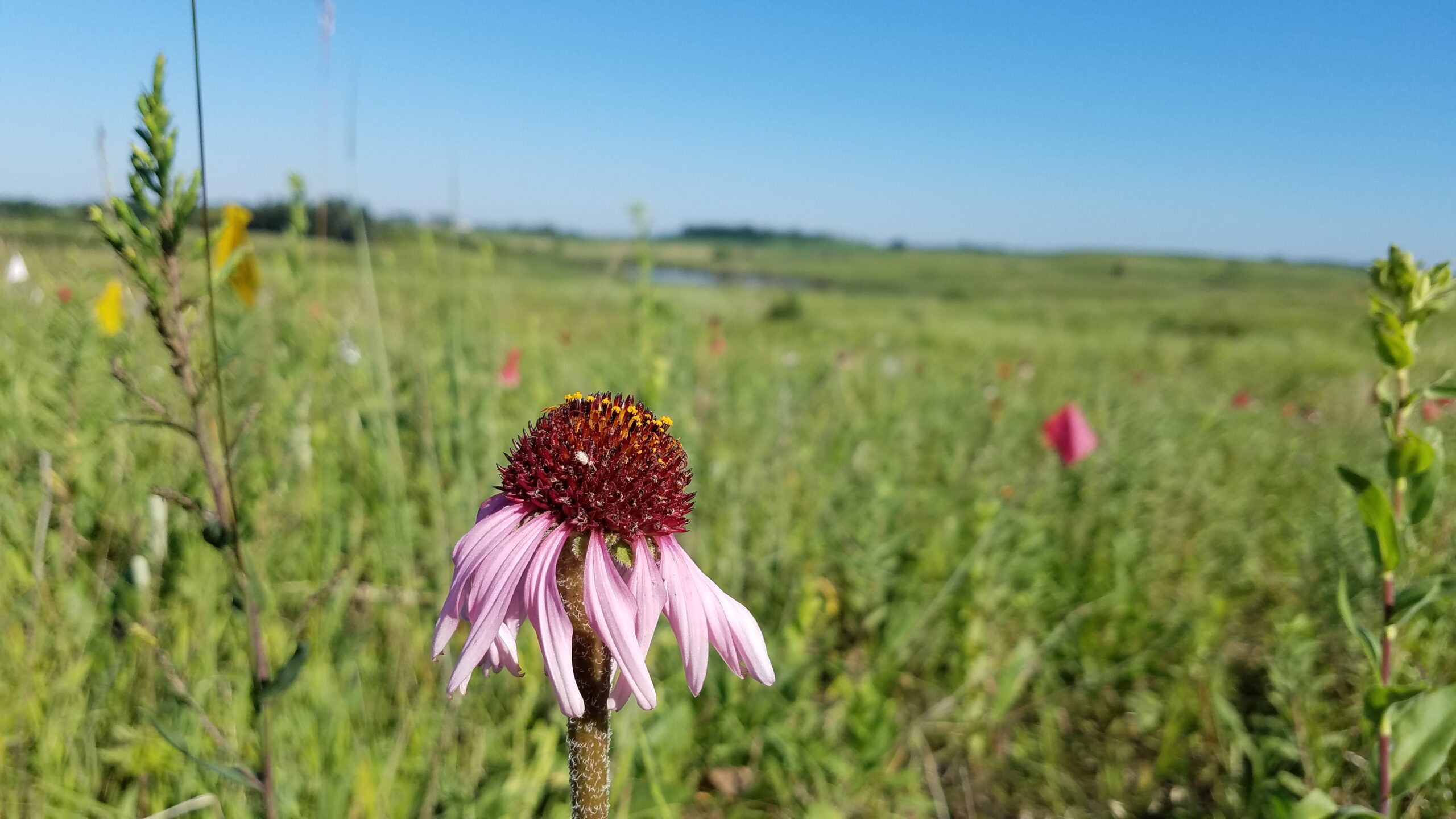 purple coneflower up close in front of green prairie