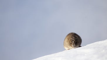 A small rodent scurries across the snow.