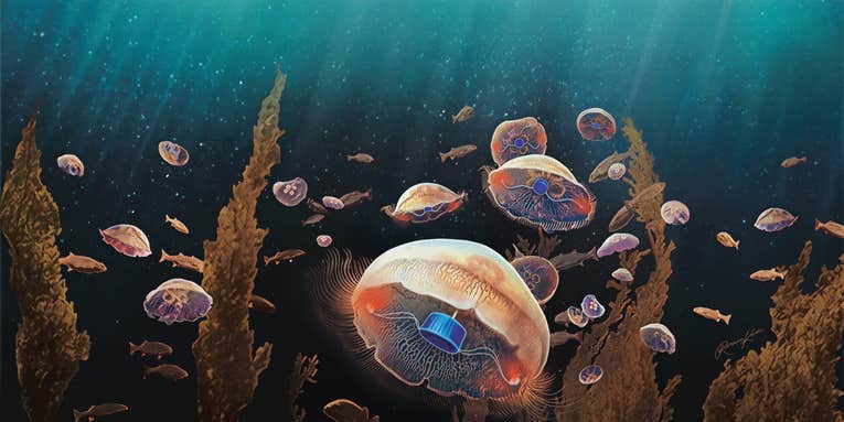 Bionic jellyfish can swim three times faster