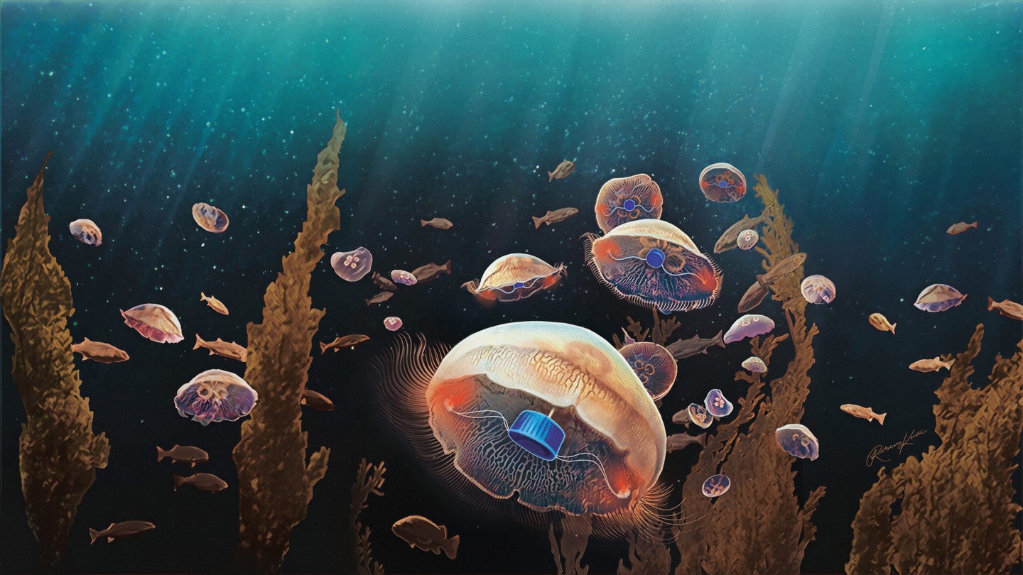 artist rendition of jellyfish with implants