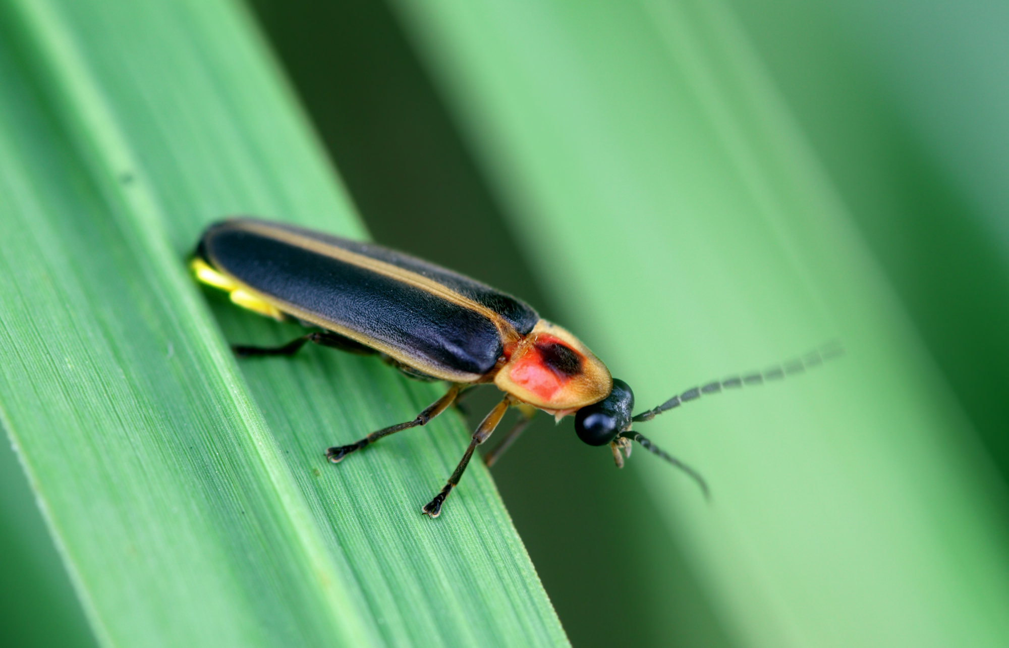 Humans are putting fireflies at risk of extinction
