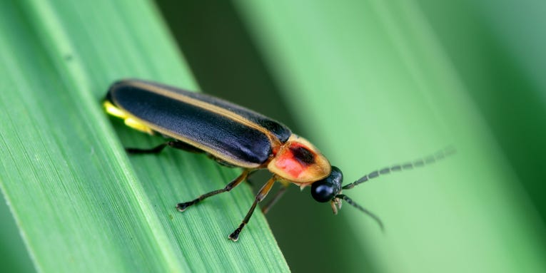 Humans are putting fireflies at risk of extinction