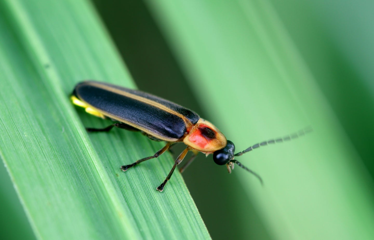 a firefly sitting on a leaf