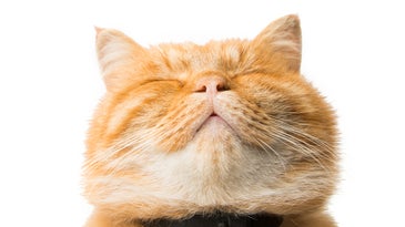 A ginger cat with its eyes closed and chin tucked up