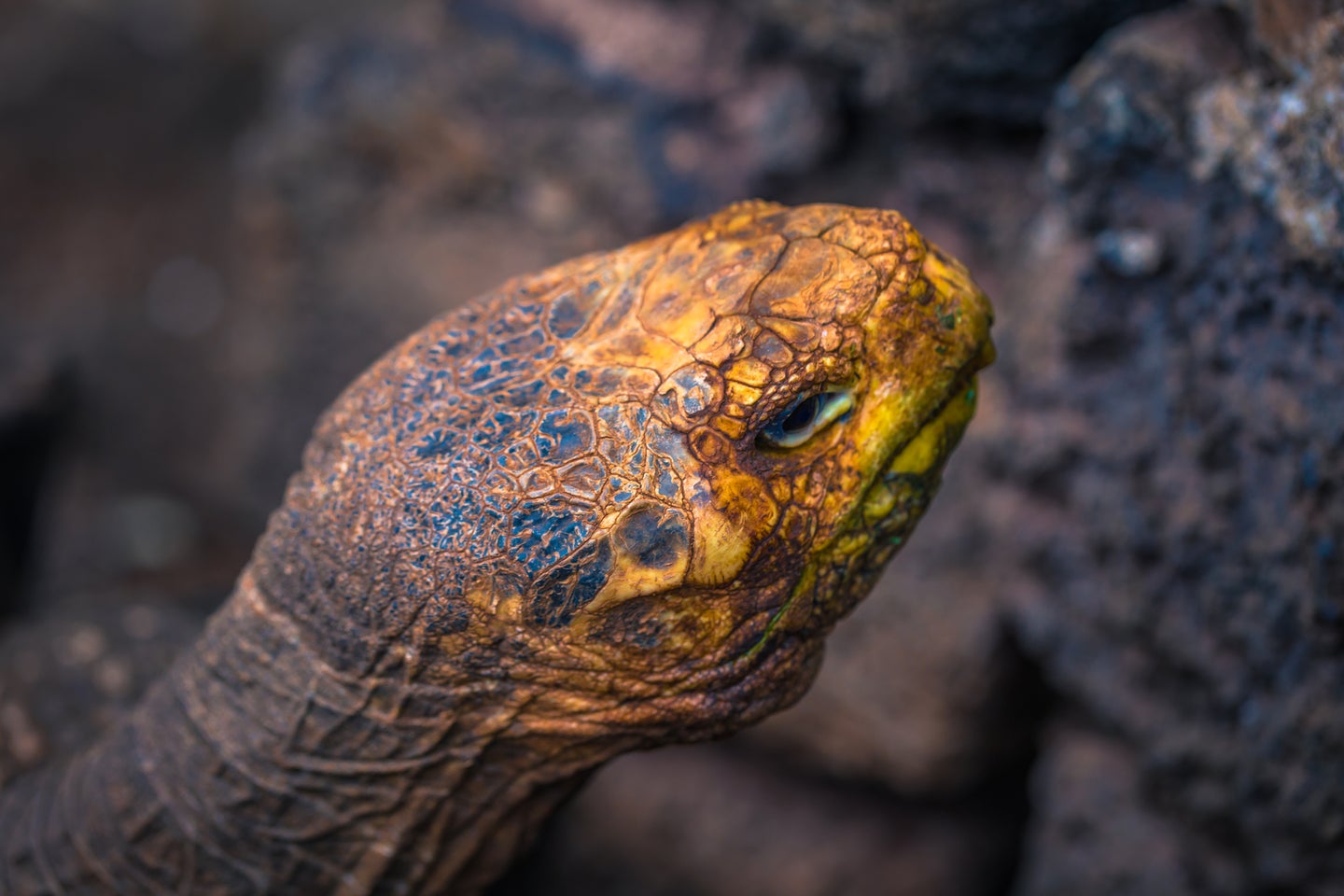 Diego the giant tortoise at a captive-breeding facility