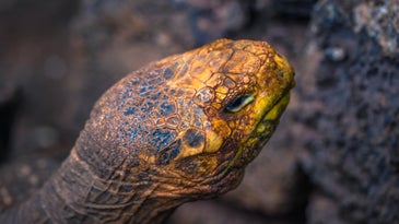 Did a high sex drive really save the giant tortoise from extinction?
