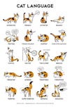 A graphic depicting different cat postures and how they reflect feline states of mind