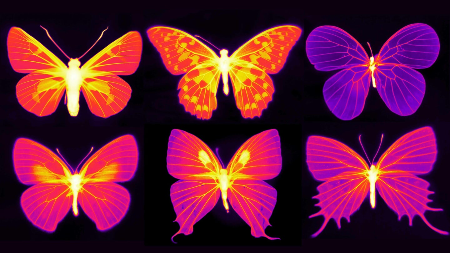 an infrared heat map of butterfly wings