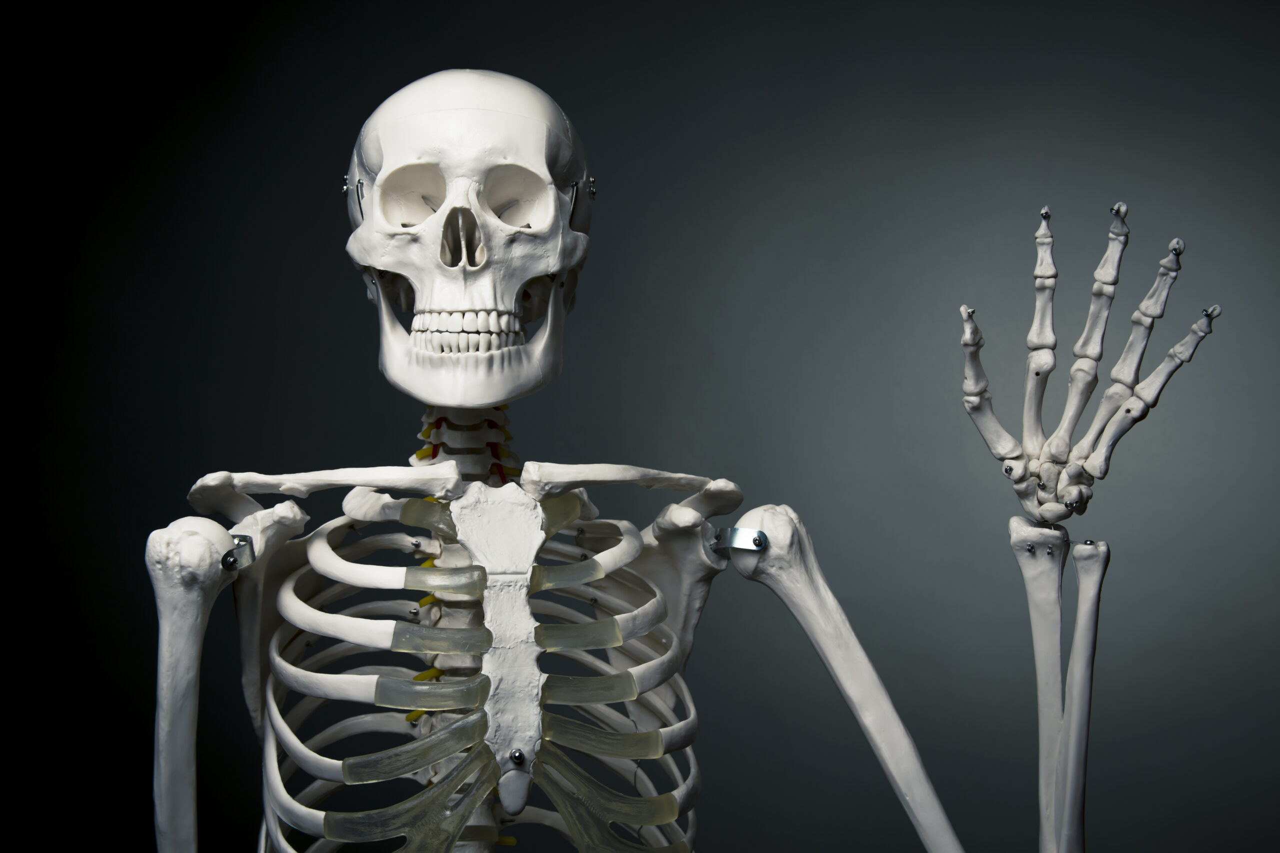 You’ll never have as many bones as you did at birth (and other strange skeleton facts)