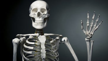 You’ll never have as many bones as you did at birth (and other strange skeleton facts)