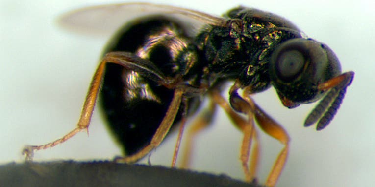 A healthy wasp microbiome can fend off pesticides