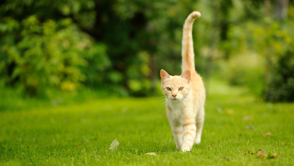 A graceful orange cat with a long tail walking on green grass