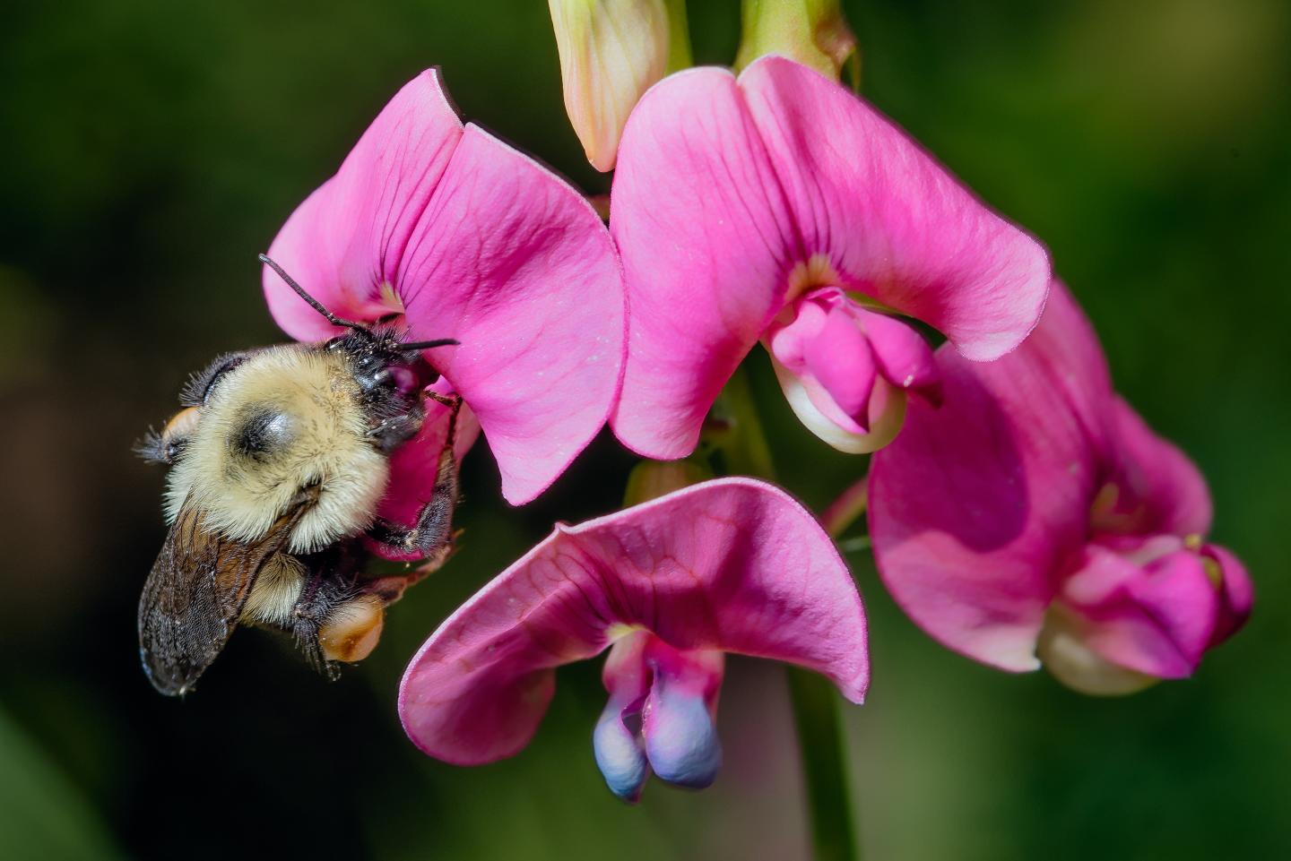 Humans need bumble bees—and they are disappearing faster than we thought