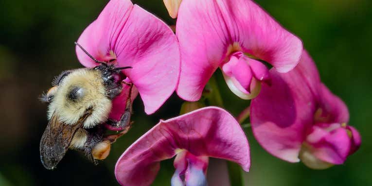 Humans need bumble bees—and they are disappearing faster than we thought