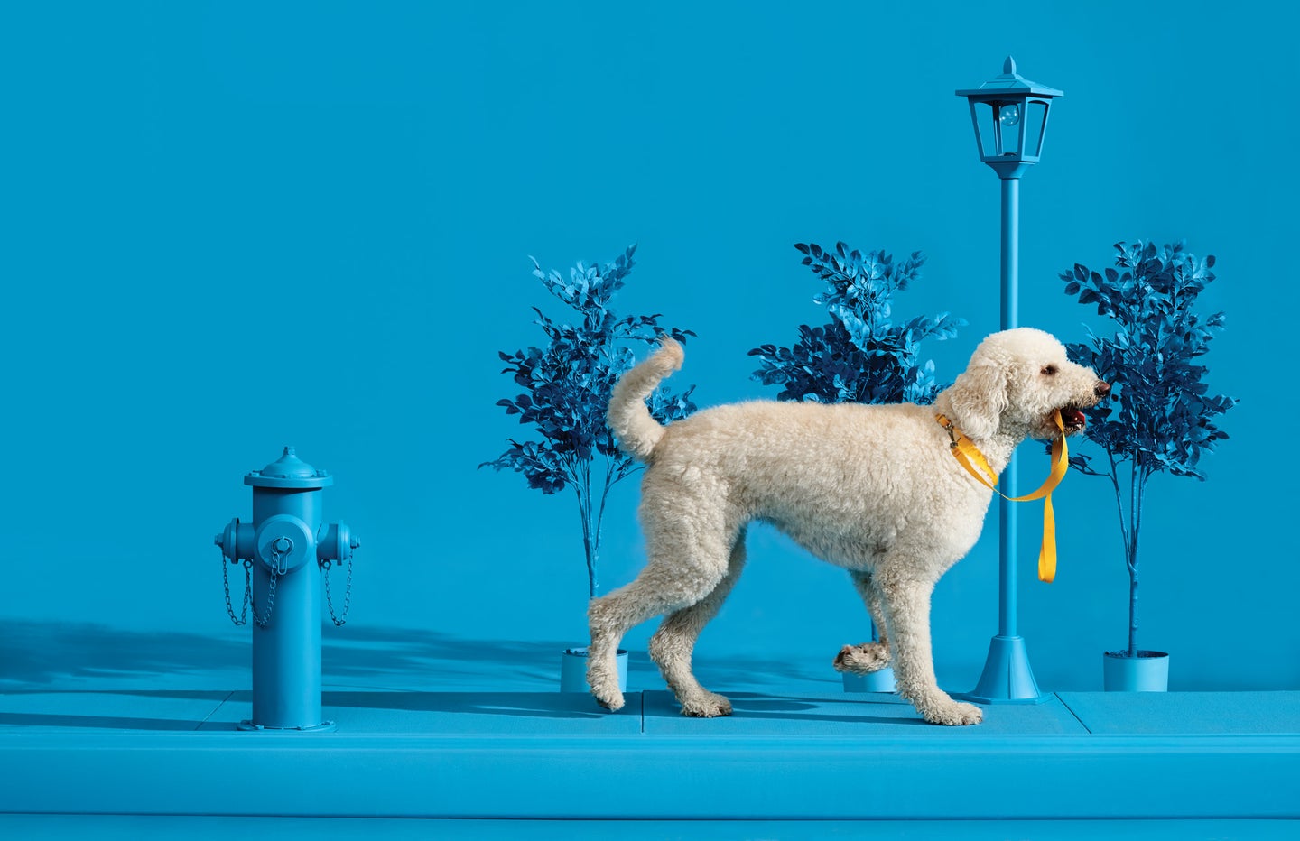 White dog on blue background