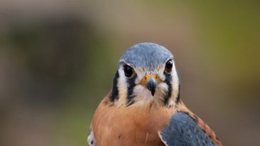 peregrine falcon staring into camera