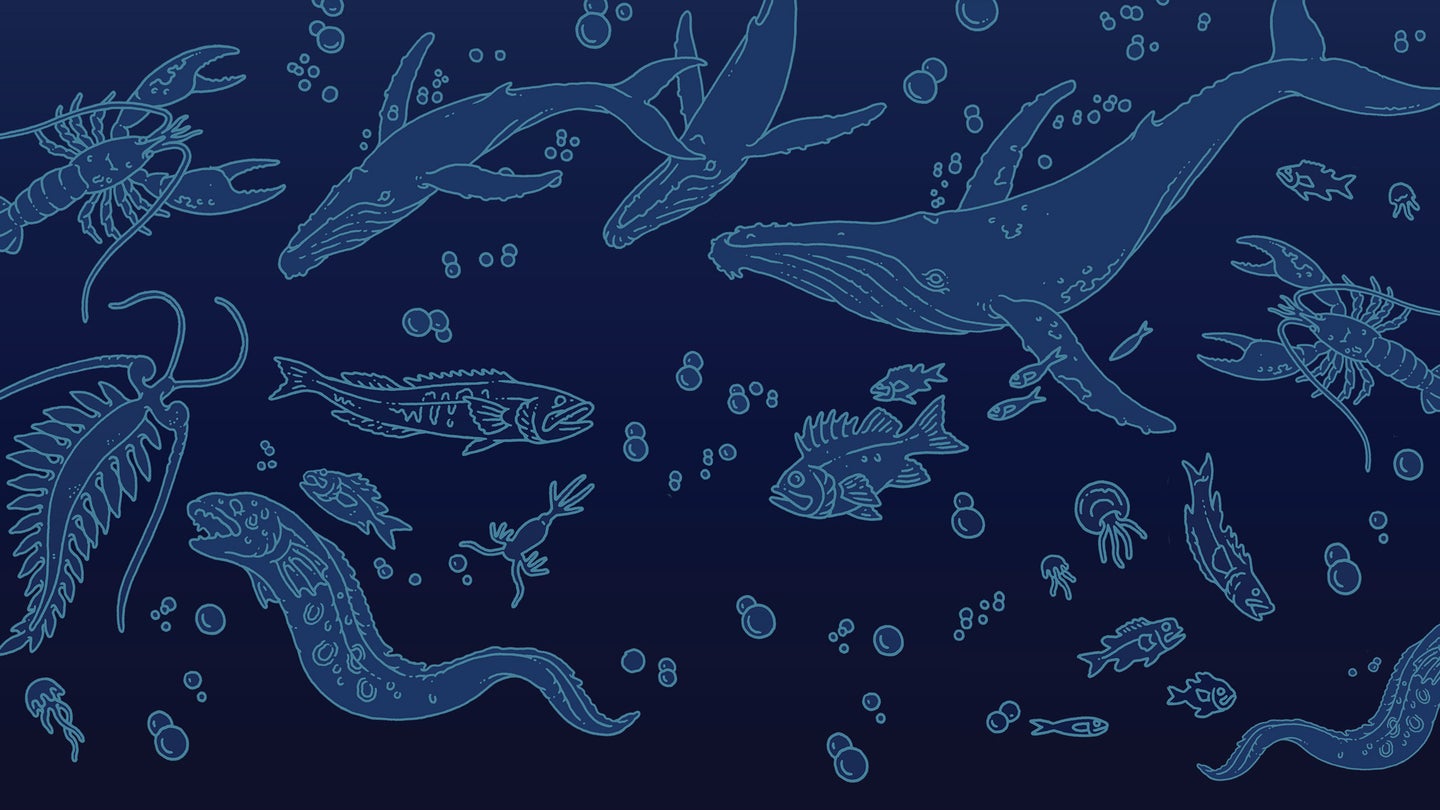 aquatic life illustration